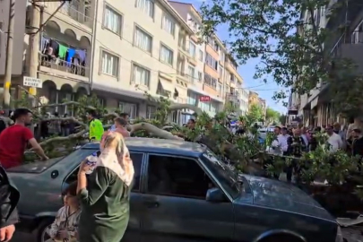 Devrilen ağacın altında kalan motosiklet sürücüsünün durumu ağır