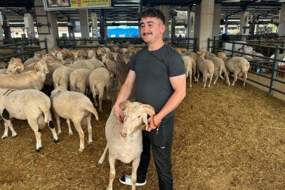 Bursa'daki sıra dışı "gergedan boynuz"lu koç görenleri şaşırtıyor