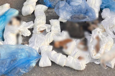 İzmir’de poşetler içinde 33 ölü kedi bulundu