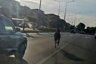 Başıboş at ana yolda trafiği tehlikeye attı