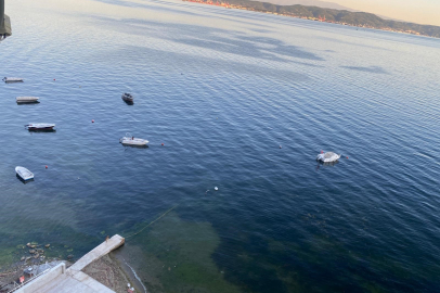 Müsilajın ardından Gemlik Körfezi'nde sevindiren görüntüler