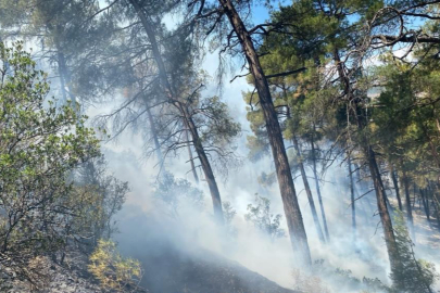 Bursa'daki orman yangını söndürüldü, soğutma çalışmaları sürüyor
