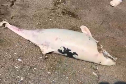 Boğaz’da yunus ölümleri devam ediyor, vatandaşlar tedirgin