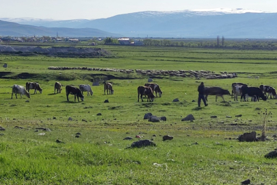 Ardahan’da Kuduz alarmı: Bölge karantinaya alındı