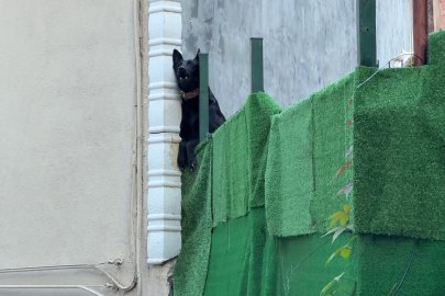 Köpek çiftliği mahalleyi ayağa kaldırdı