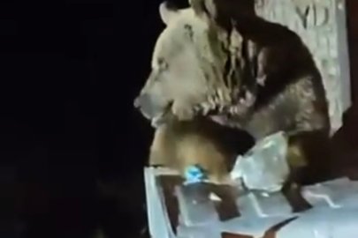 Uludağ'da aç kalan ayı yemek aradı