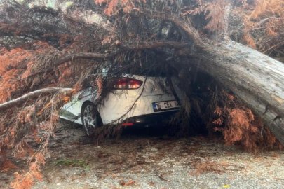 Bursa’da sağanak yağış ağacı devirdi, otomobilin üzerine düştü