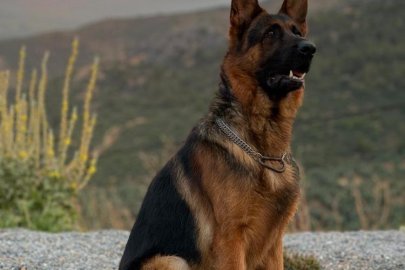3 yaşındaki Alman Kurdu kayboldu...Bulana ödül verilecek
