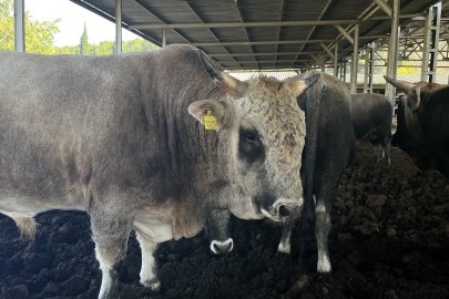 Yerli sığır hem et üretecek hem ormanları koruyacak
