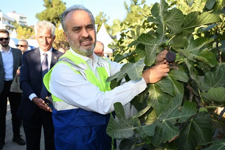 Başkan Aktaş siyah incir hasadına katıldı