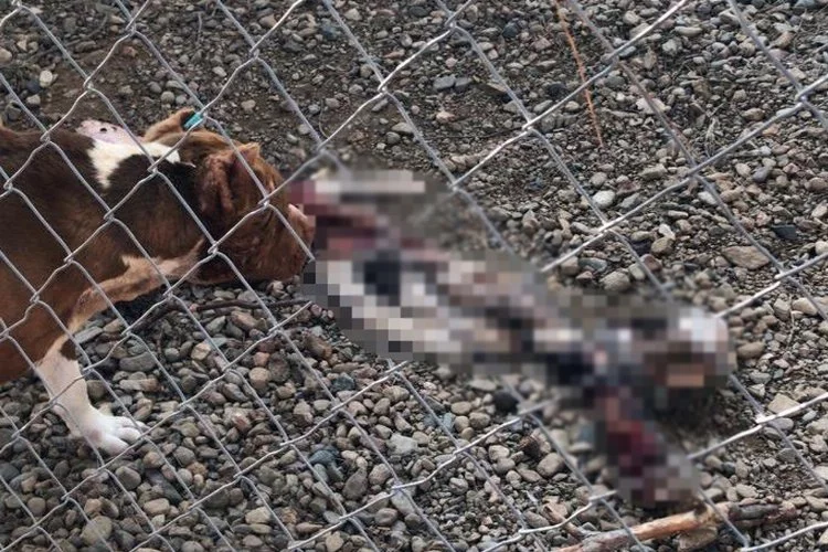 Belediye Barınağı'nda aç bırakılan pitbulllar birbirini parçaladı