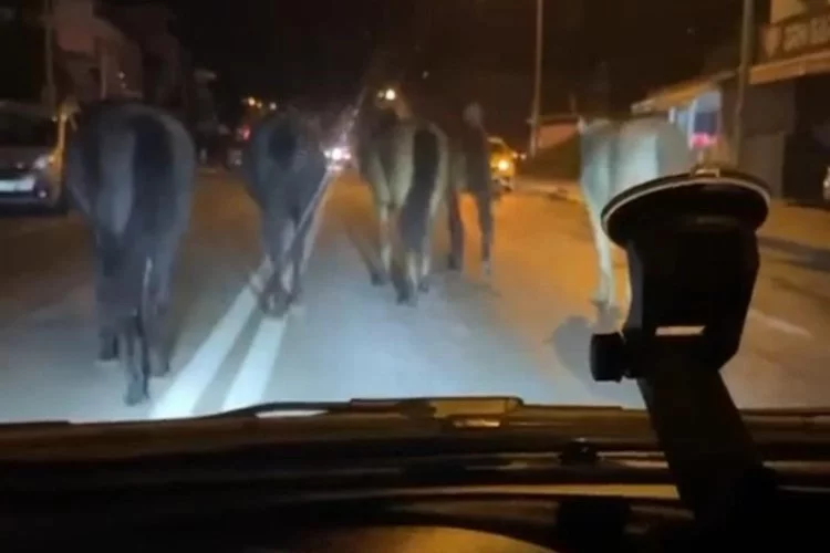 Bursa’da başıboş atlar trafiği zora soktu