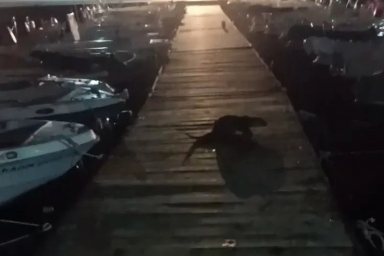 Bursa’da su samuru kediyi böyle kovaladı