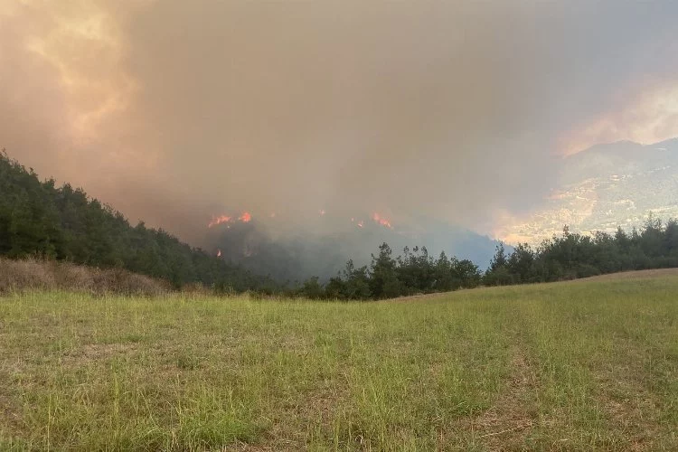 Bursa Yenişehirde orman yangını