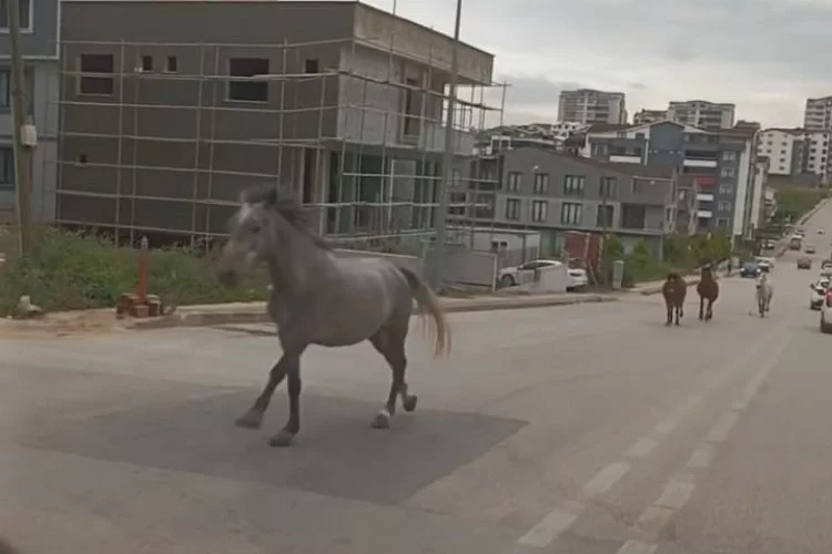 Gören gözlerine inanamadı, başıboş atlar cadde üzerinde dörtnala koştu