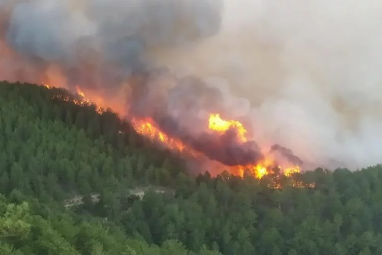 Kütahya'da orman yangını çıktı