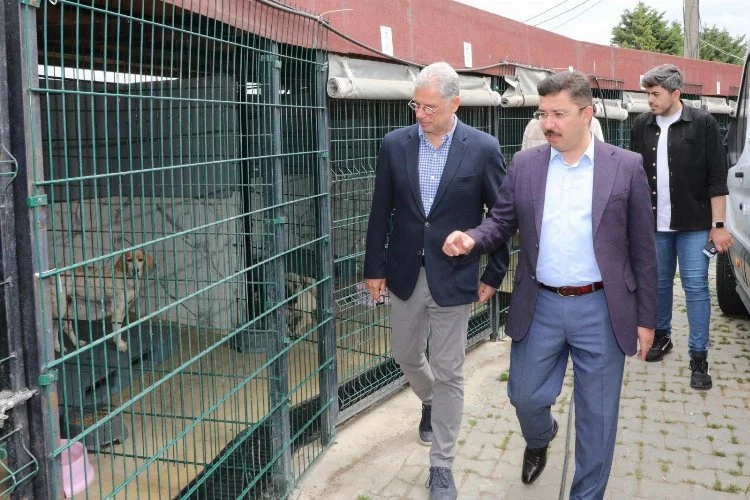 Mudanya'da sokak hayvanları için rehabilitasyon merkezi kuruluyor