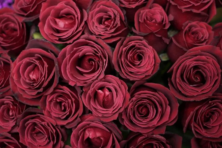 Sevgililer Günü'nde çiçek almak isteyen aşıklar 1000 lirayı gözden çıkaracak