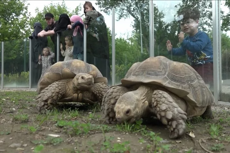Zoopark'taki kaplumbağalara Dünya Kaplumbağa Günü'nde ziyafet